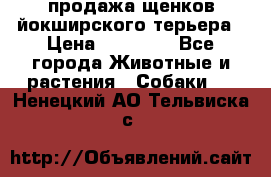 продажа щенков йокширского терьера › Цена ­ 25 000 - Все города Животные и растения » Собаки   . Ненецкий АО,Тельвиска с.